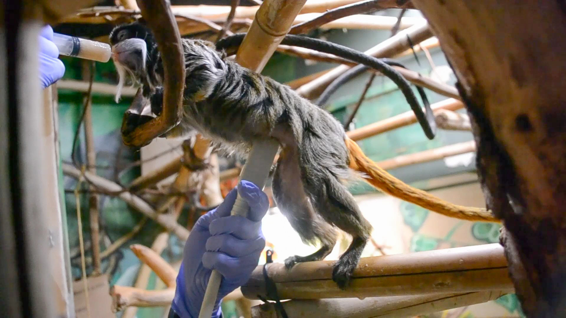 Tamarin ultrasound